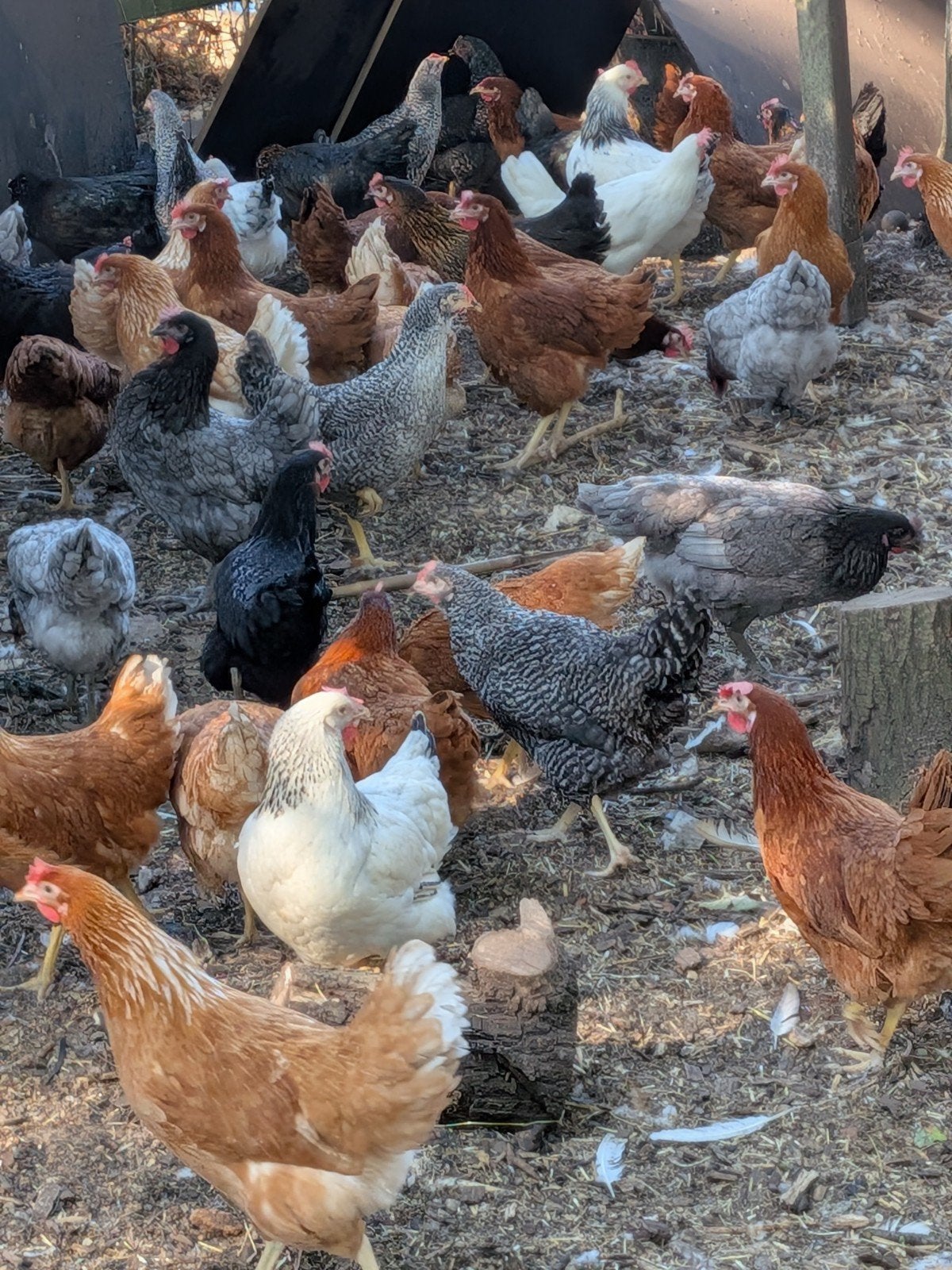 bruine legkippen, Dieren en Toebehoren, Pluimvee