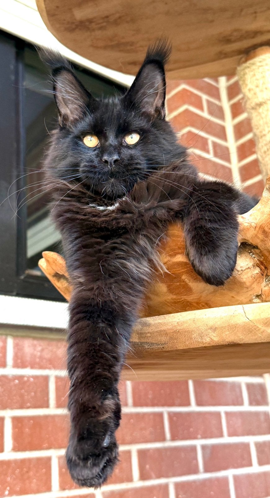 Prachtige Maine Coon kittens met stamboom van geteste ouders, Chat, Avec pedigree, 0 à 2 ans