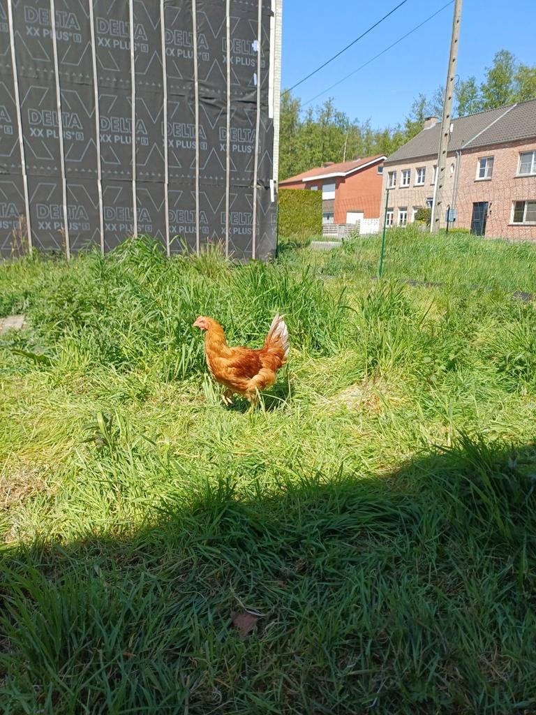 Haan, Mâle, Poule ou poulet