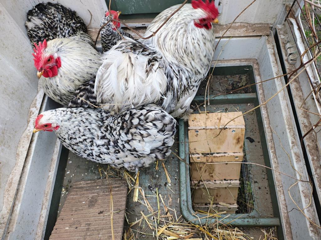 Broedeieren Cochin kriel, Dieren en Toebehoren