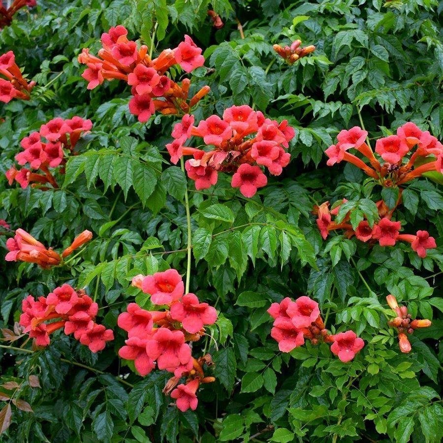 Grote gewortelde stekken tuin- klimplant Campsis 1€/st, Jardin & Terrasse, Plantes | Jardin, Enlèvement ou Envoi, Été, Plante fixe