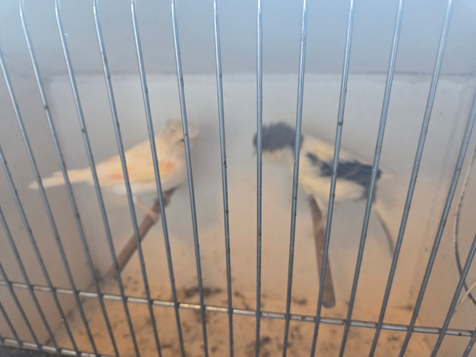 kanaries te koop als koppel, Meerdere dieren