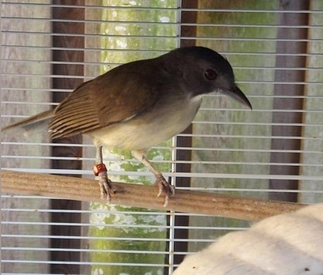 Grijskopblada man correct geringt 2024., Dieren en Toebehoren, Mannelijk, Wildzangvogel, Geringd