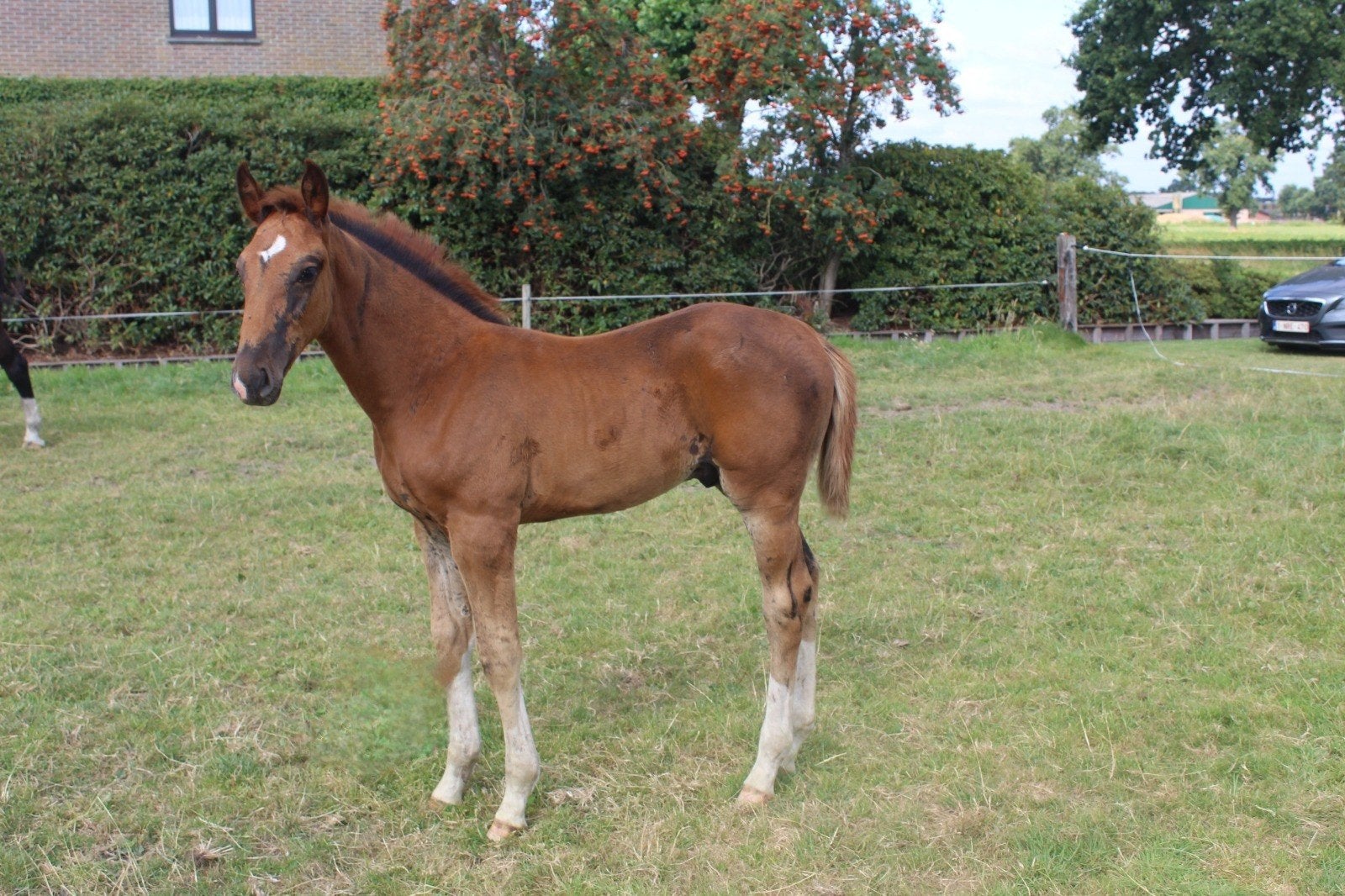 Hengstveulen van Toèmme de Regor, Dieren en Toebehoren, Hengst, Springpaard, Met stamboom, 0 tot 2 jaar