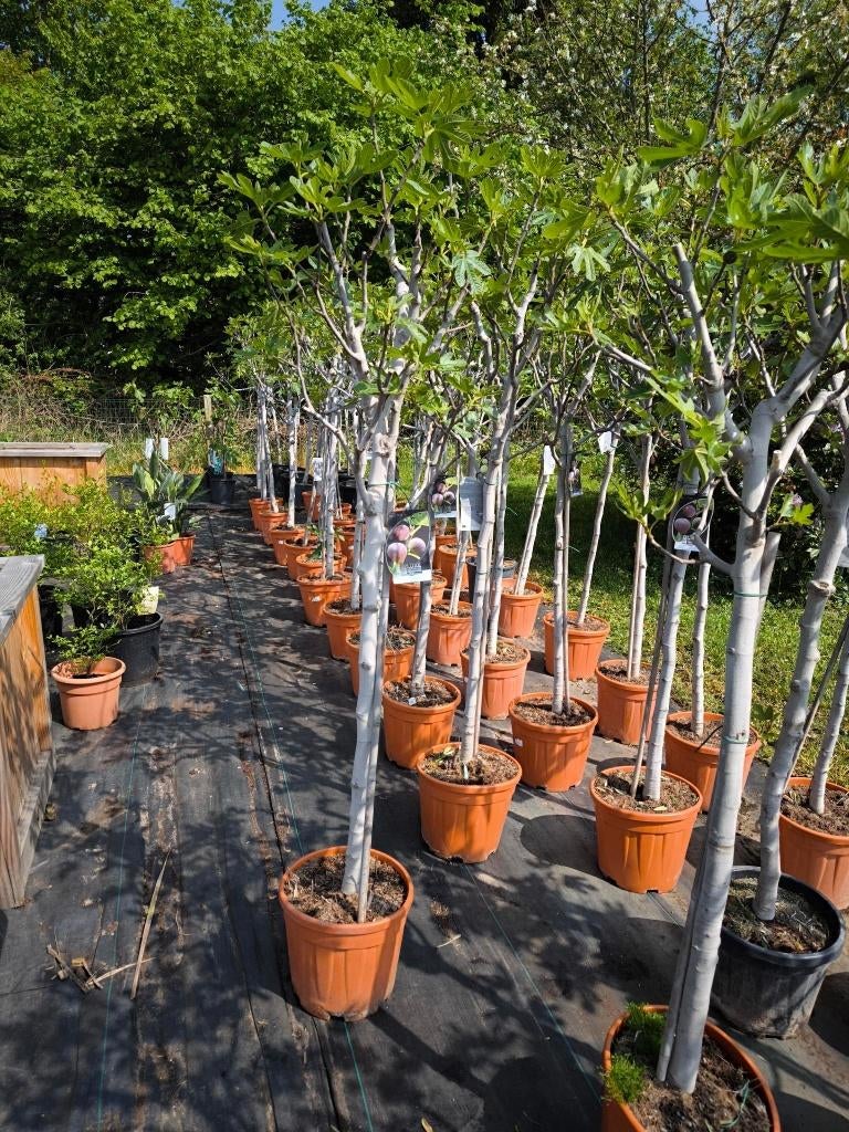 Winterharde vijgenbomen, Figuier, En pot, Enlèvement, Printemps
