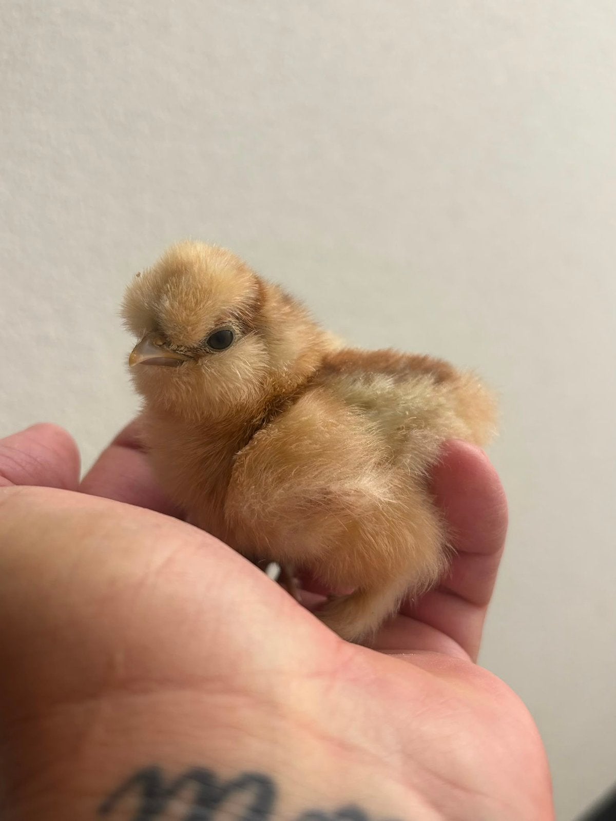 Zijdehoen usa kuikens, Dieren en Toebehoren, Geslacht onbekend, Kip