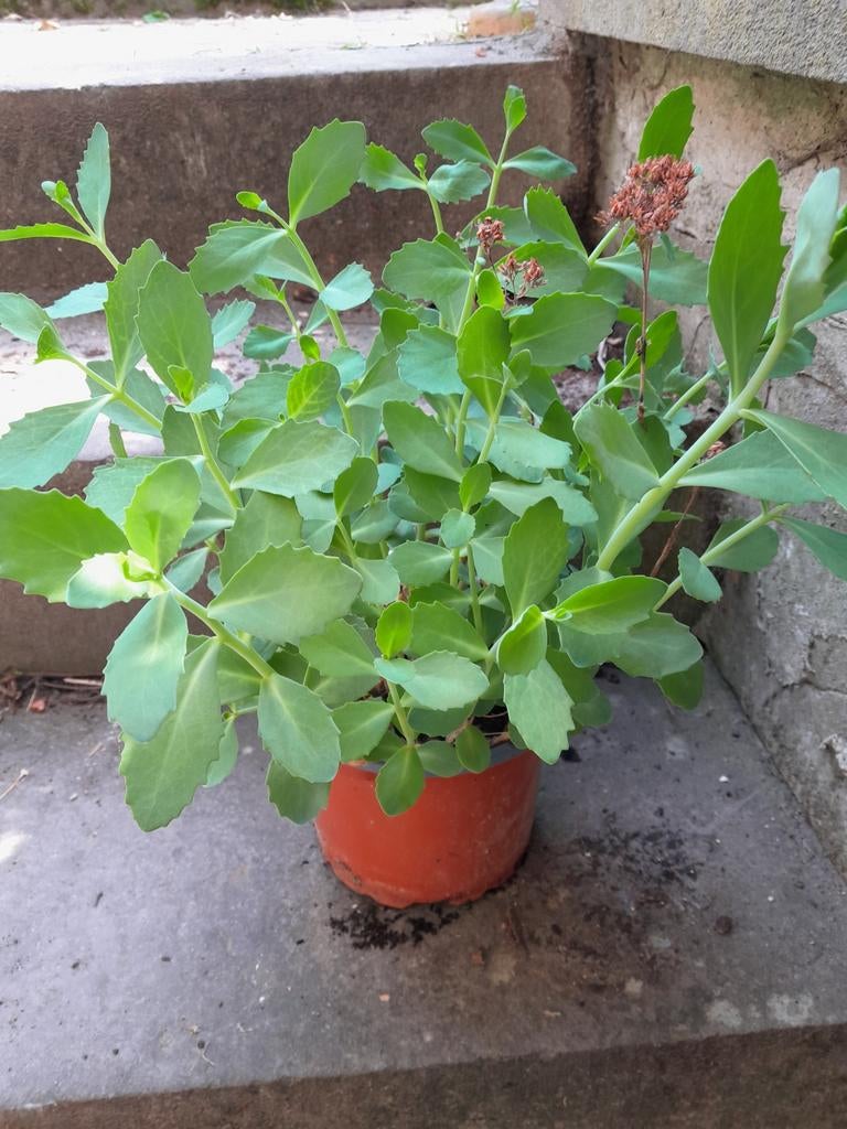 Plante : sedum, Tuin en Terras, Planten | Tuinplanten, Ophalen, Zomer