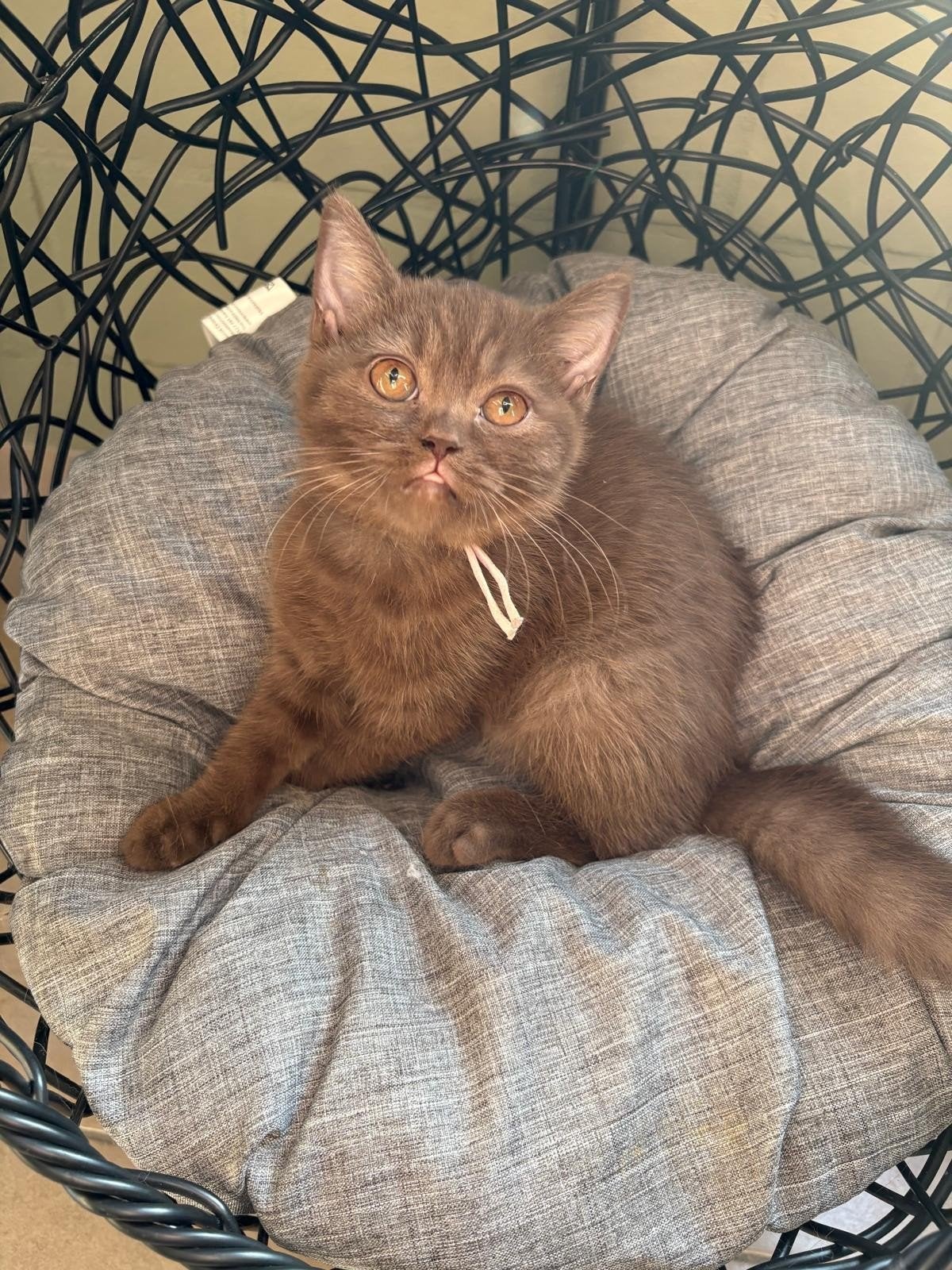 britse korthaar kitten, Dieren en Toebehoren, Katten en Kittens | Raskatten | Korthaar, Poes, Gechipt, 0 tot 2 jaar