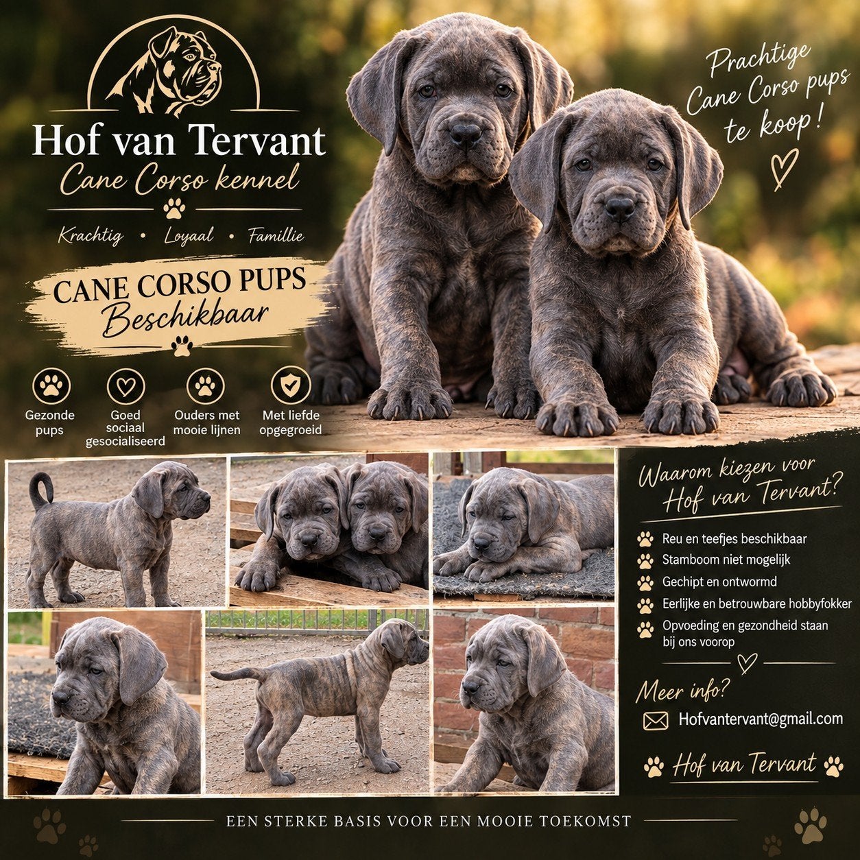 cane corso pups, Dieren en Toebehoren, België, Fokker | Hobbymatig, CDV (hondenziekte), 8 tot 15 weken