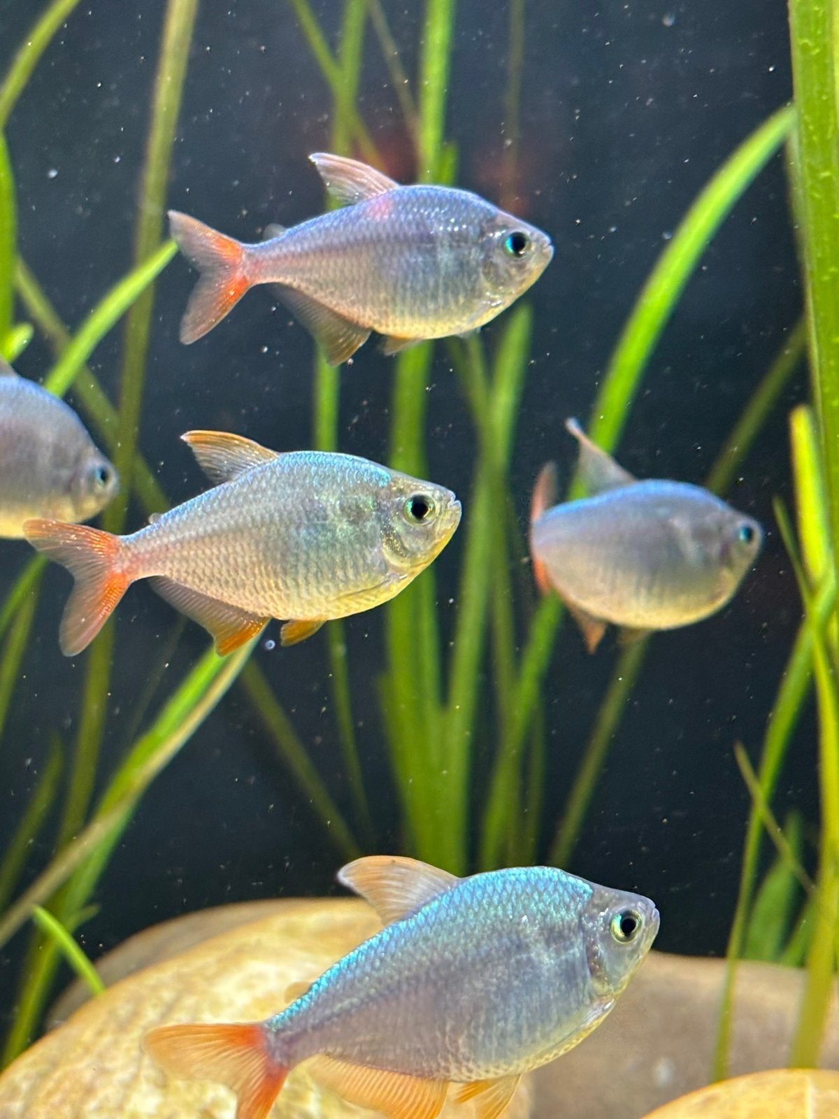 5 colombiazalmen, Zoetwatervis, Schoolvis
