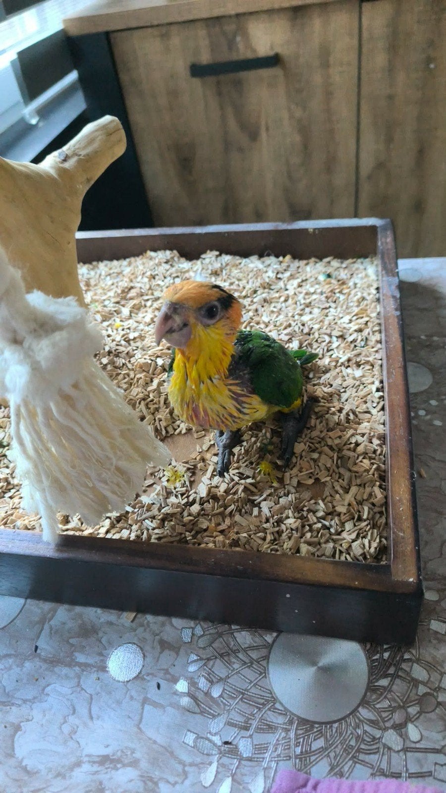 caïque, Animaux & Accessoires, Oiseaux | Canaris