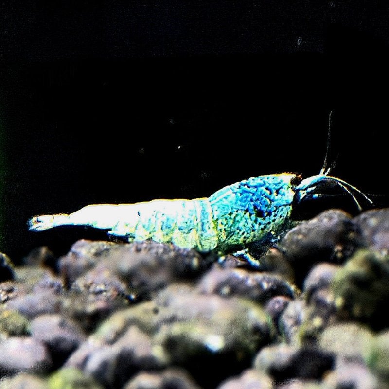 Blue Steel blauwe garnalen. Caridina, Dieren en Toebehoren