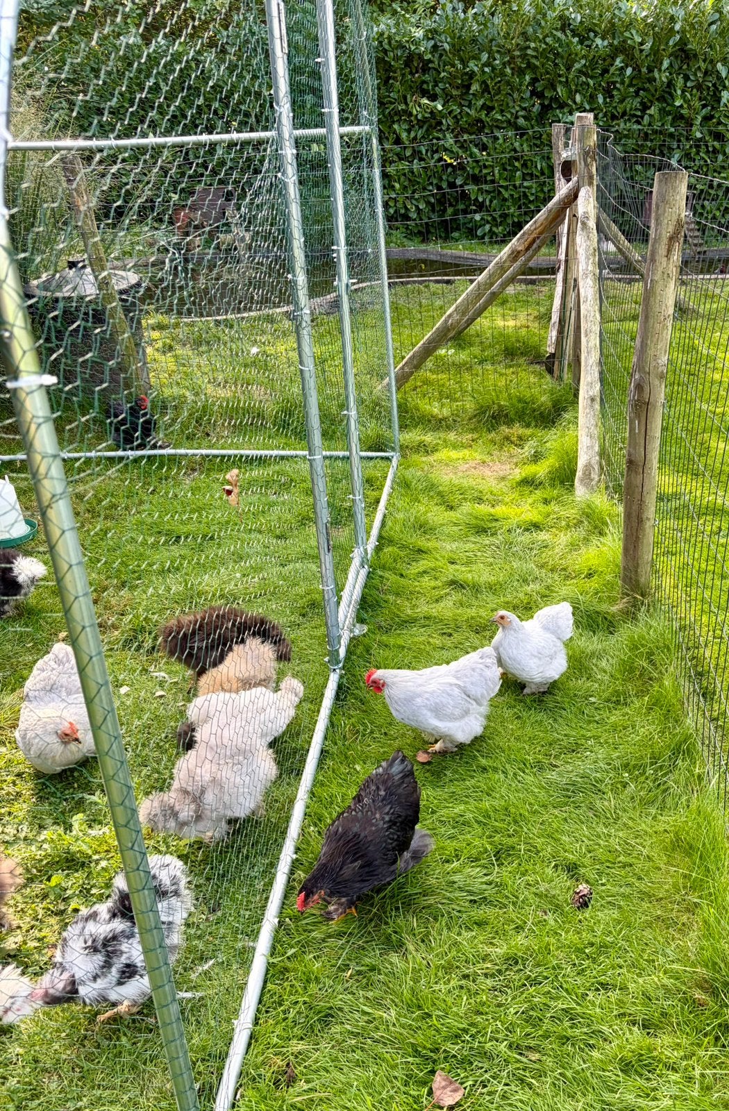 Cochin kriel zilvergrijs, Meerdere dieren, Kip