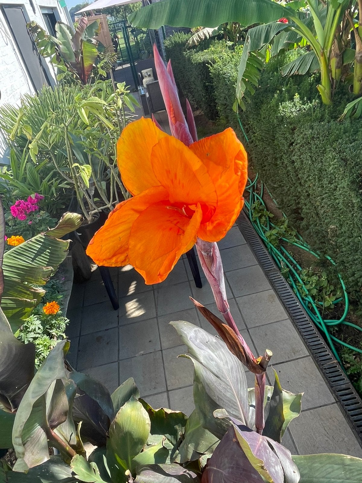 Canna wyoming, Jardin & Terrasse, Enlèvement