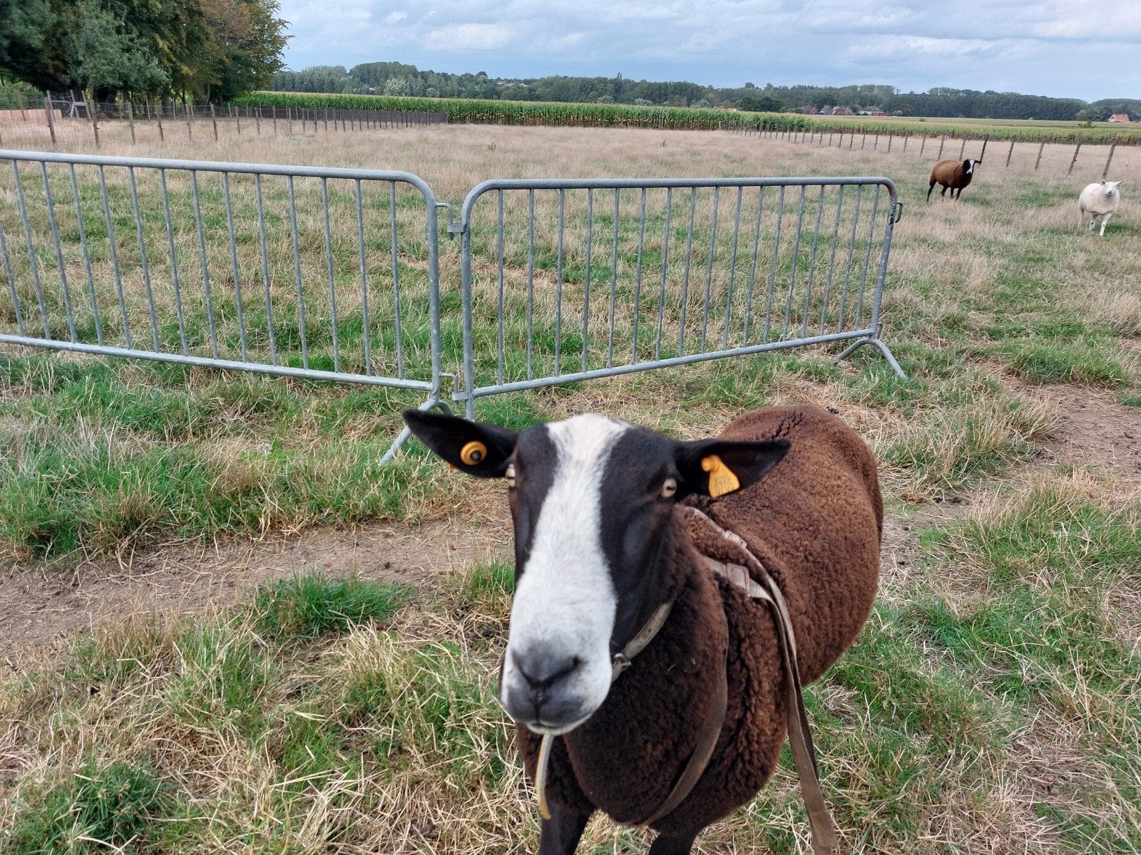 zwartbles ram te koop, Dieren en Toebehoren, Mannelijk, Schaap, 0 tot 2 jaar