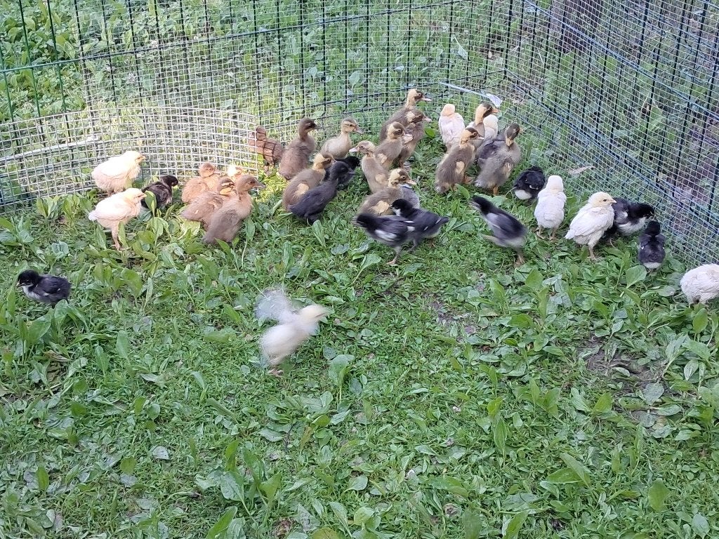 Kuikentjes indische loopeend poule de bresse en marans, Dieren en Toebehoren, Pluimvee, Geslacht onbekend, Overige soorten