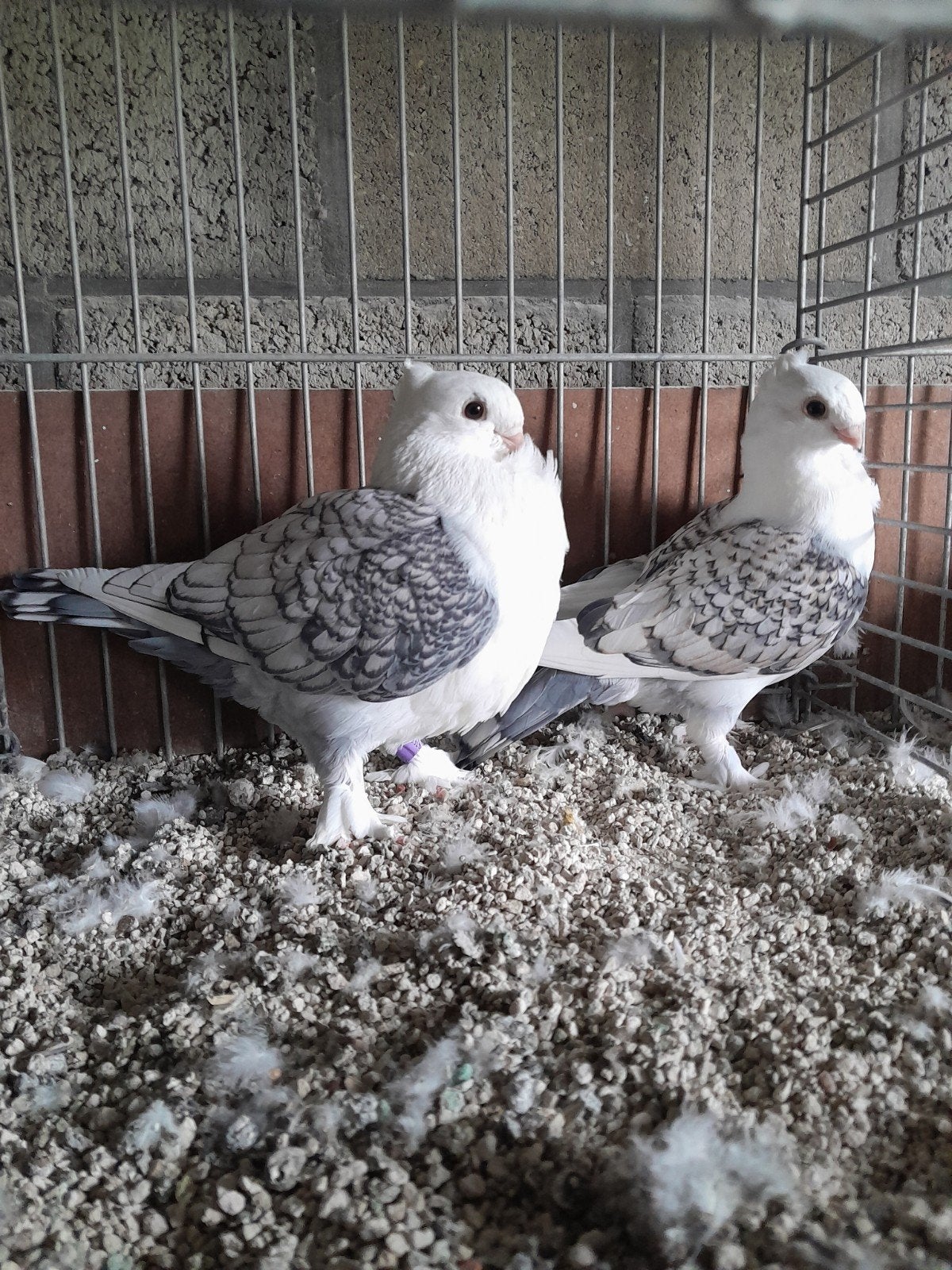 Oud-Oosterse Meeuwen., Dieren en Toebehoren, Vogels | Duiven