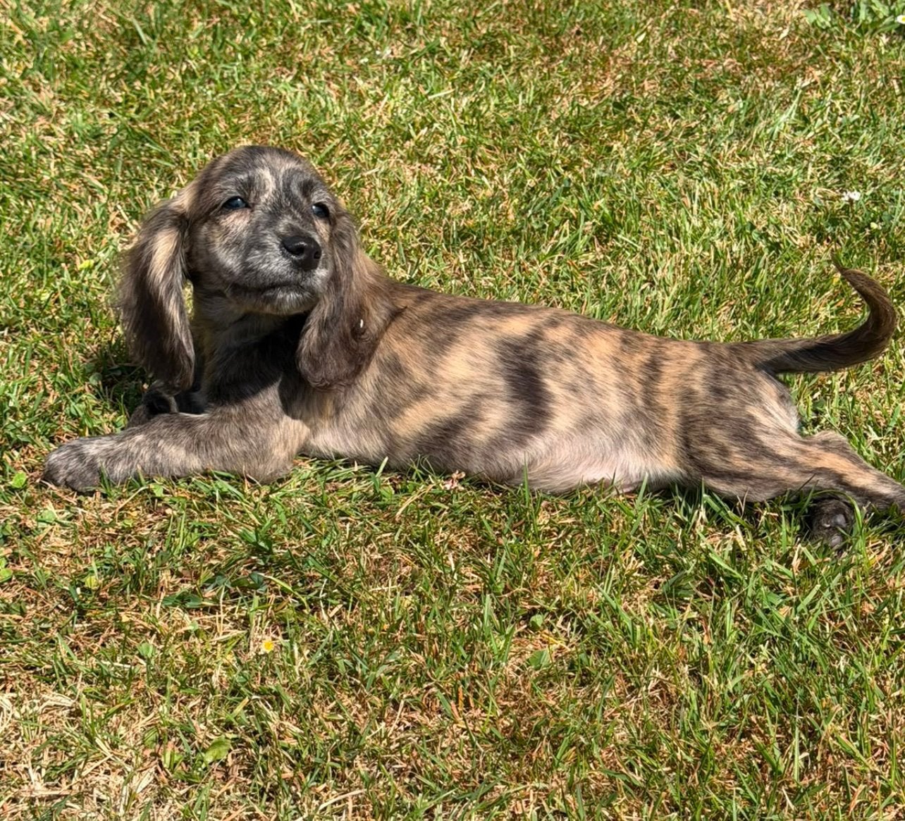teckel pups,dwerg,brindle,reutje, Dieren en Toebehoren, België, Reu, 8 tot 15 weken, Dwerg