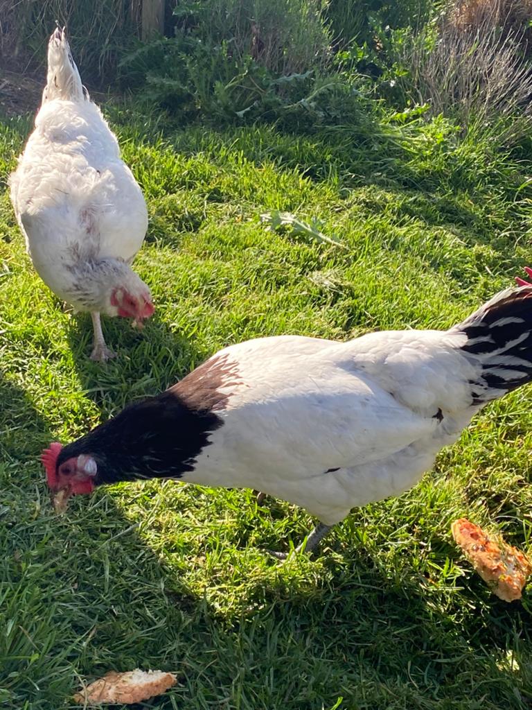 Lakenvelder hen, Dieren en Toebehoren, Pluimvee, Vrouwelijk, Kip
