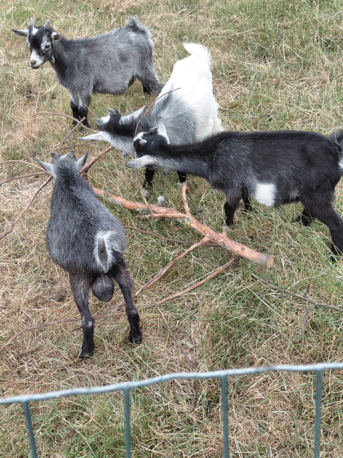 dwerggeitjes, Dieren en Toebehoren, Schapen, Geiten en Varkens