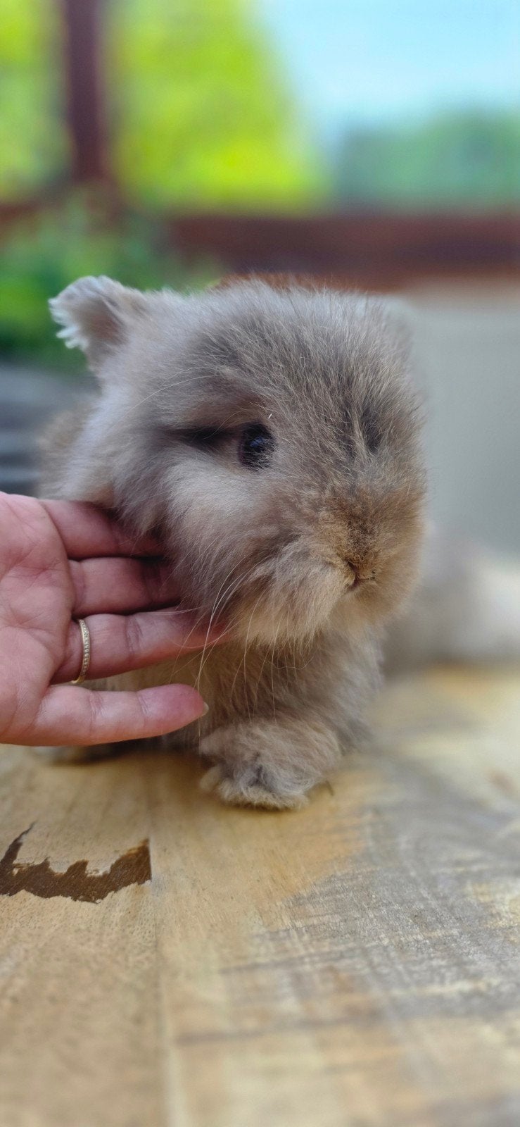 Lapins Anglais Angora