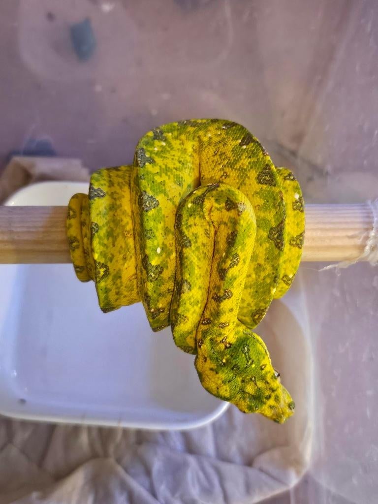 morelia viridis azurea biak, Dieren en Toebehoren