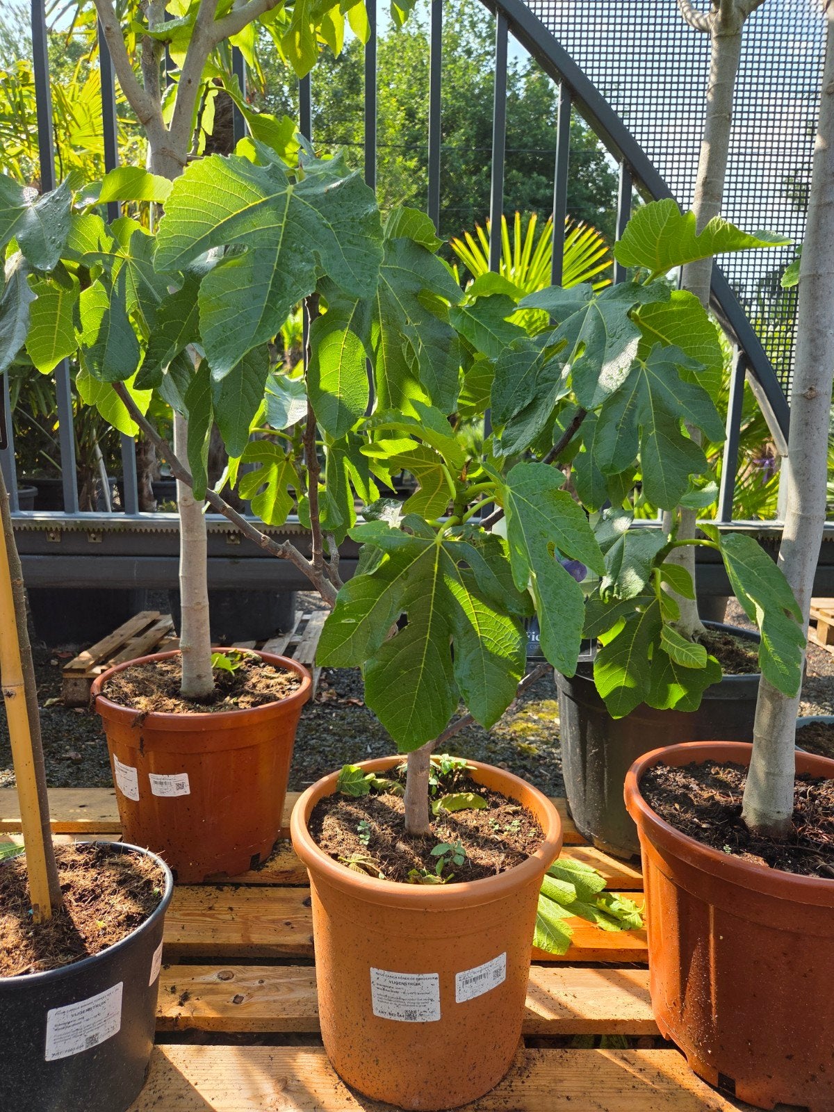 Vijgenstruik - Ficus Carica 'Ronde de Bordeaux ', Ophalen