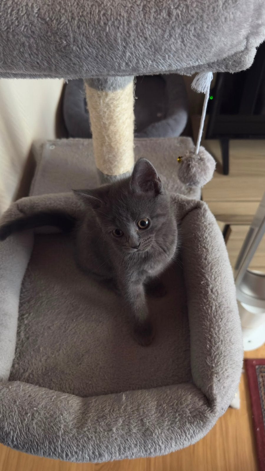 British shorthair, Enlèvement