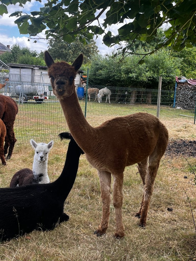 Jument en alpaga brun foncé, Animaux & Accessoires, Femelle, Mouton, 3 à 5 ans