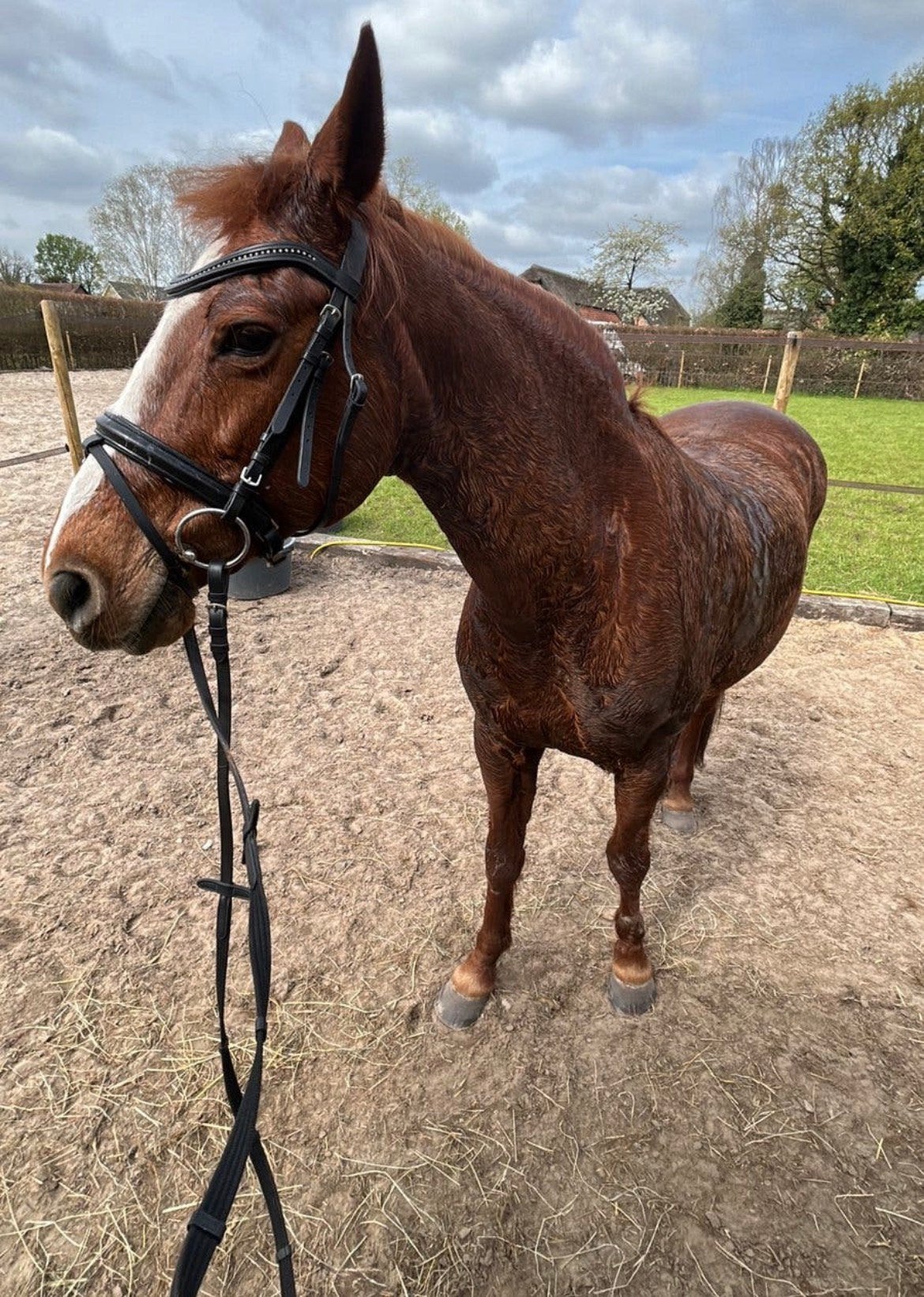 D pony merrie, Dieren en Toebehoren, Merrie