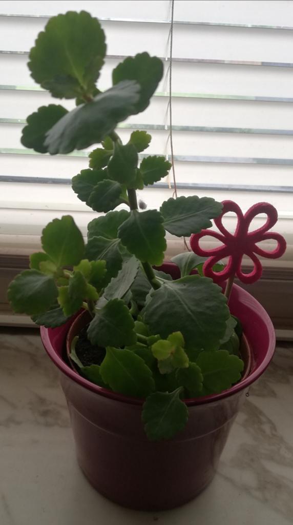 Echange ou vend kalanchoé jaune, Plante à fleurs, Enlèvement, En pot, Plein soleil