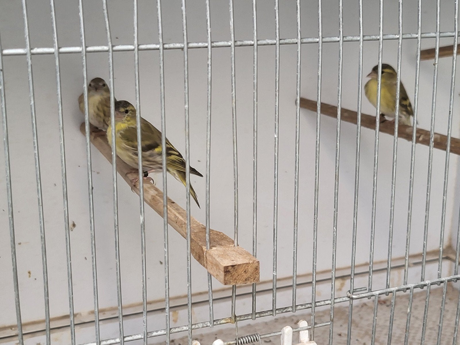 wildkleur koppel sijsjes 2026, Dieren en Toebehoren, Meerdere dieren, Wildzangvogel, Geringd