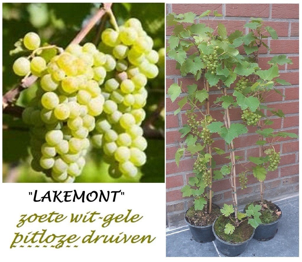 DRUIVELAARS LAKEMONT WIT PITLOZE DRUIVEN, 1 meter, 12€, Volle zon, Vaste plant, Ophalen of Verzenden, Fruitplanten