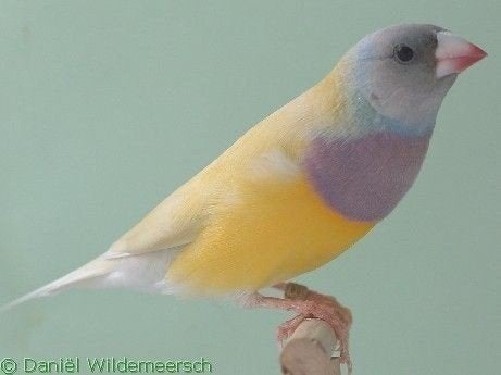 Je cherche un couple de gould diamant, Animaux & Accessoires