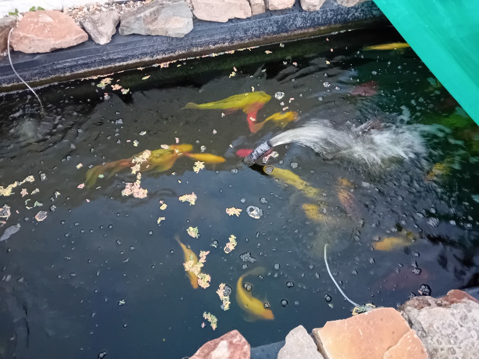 koi a vendre + 3uv 9.18.36 3pompes 3500litre/h 3filtre de fi, Enlèvement