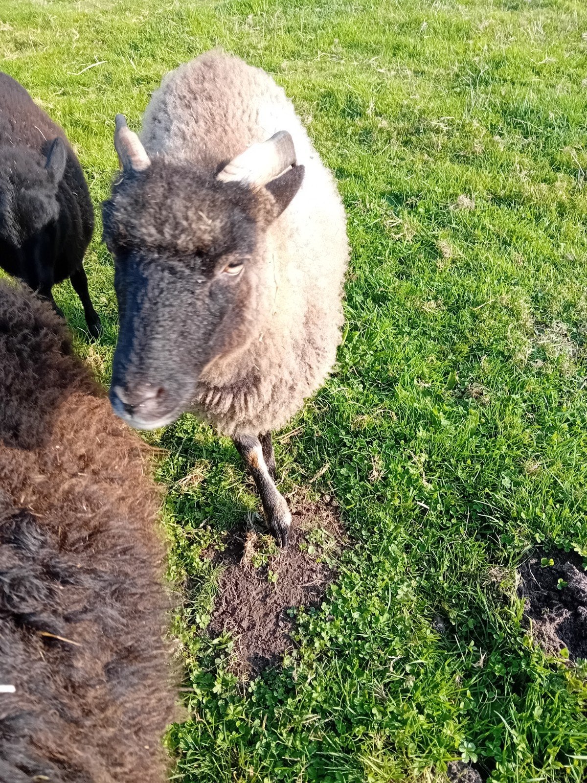 Soay ooi te koop - 50 euro, Vrouwelijk, Schaap, 0 tot 2 jaar