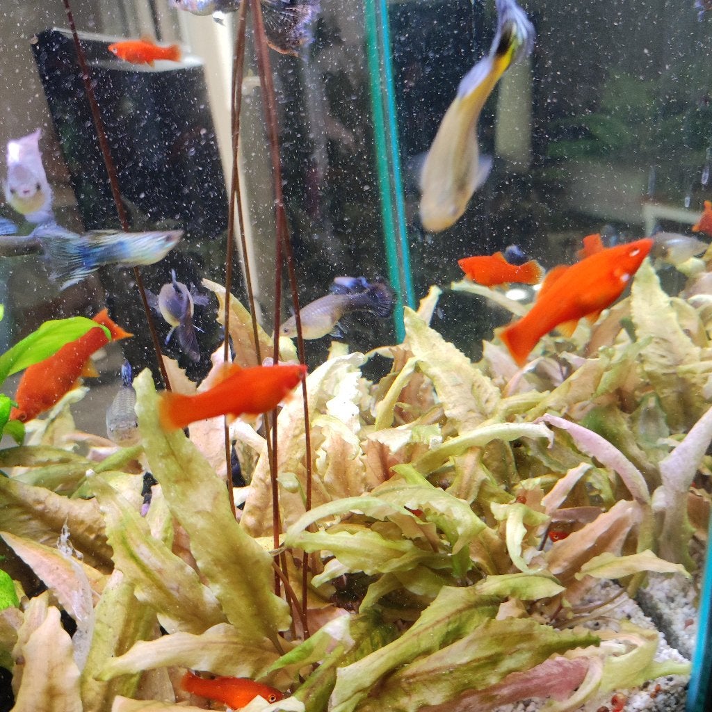 Zwaarddragers