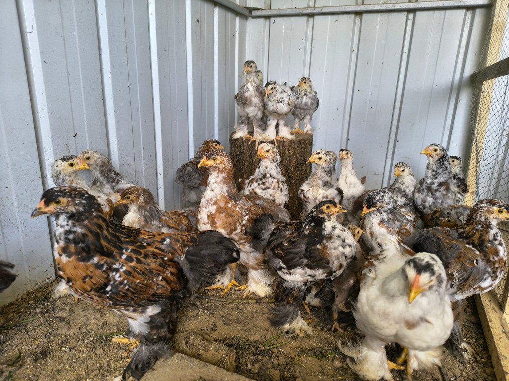 Brahma hanen rood &blauwporselein, Dieren en Toebehoren, Mannelijk, Kip