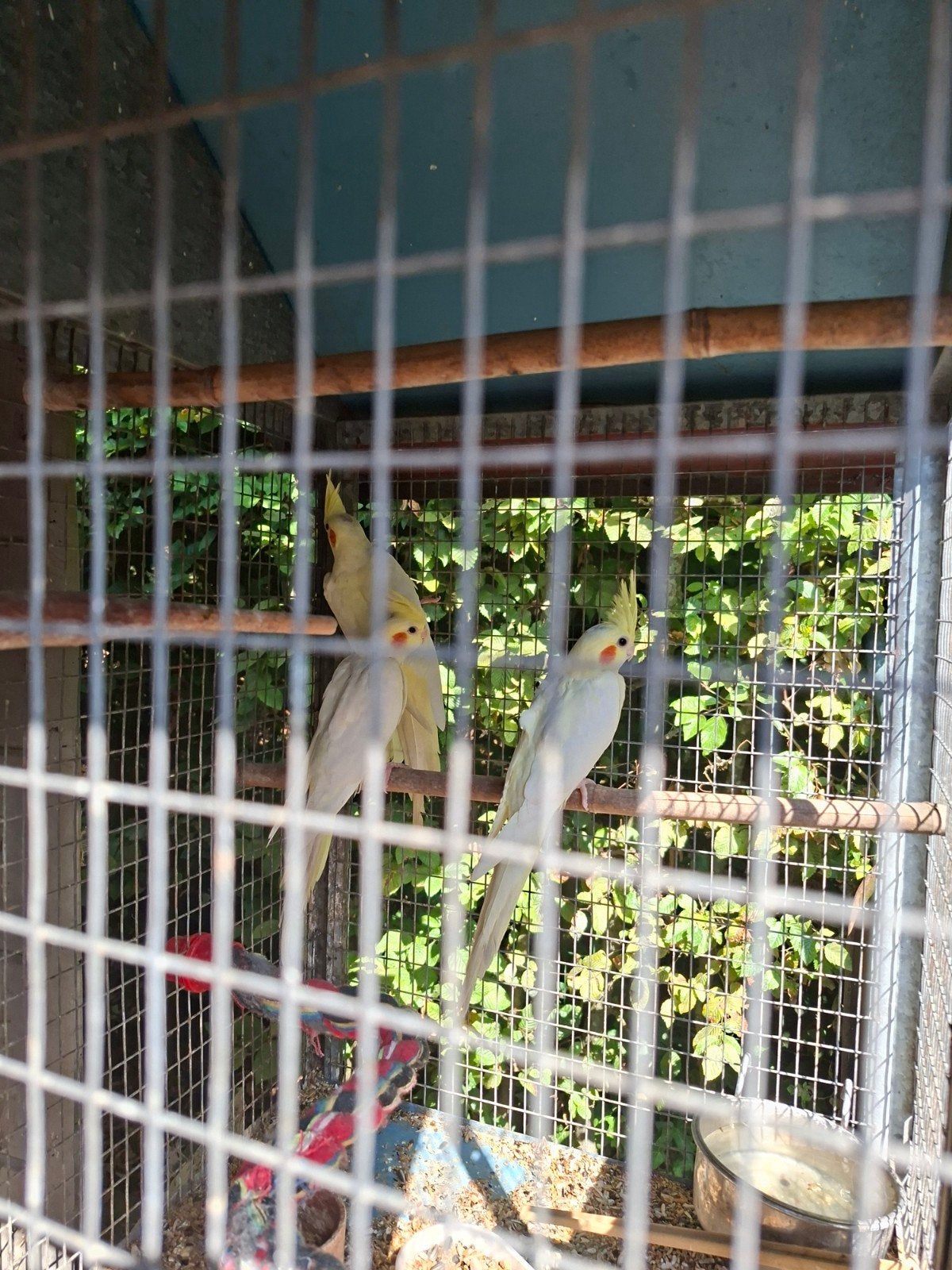 valkparkieten, Bagué