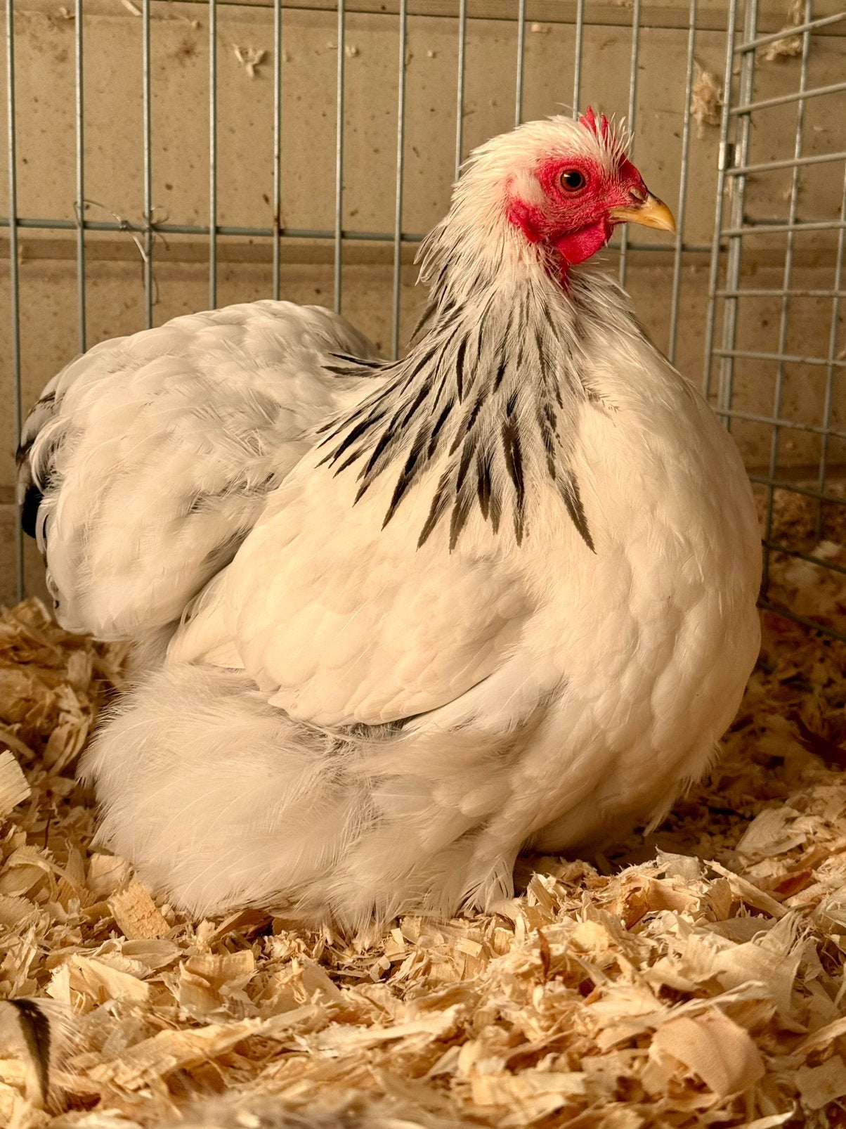 Cochin krielen wit-zwartcolumbia, Dieren en Toebehoren