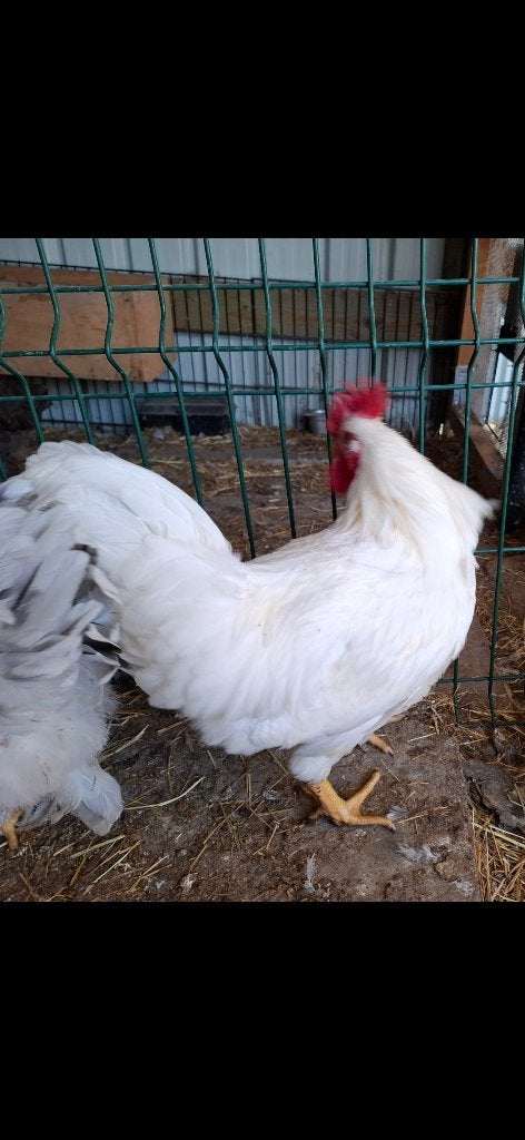 Witte haan te koop, April, Mannelijk