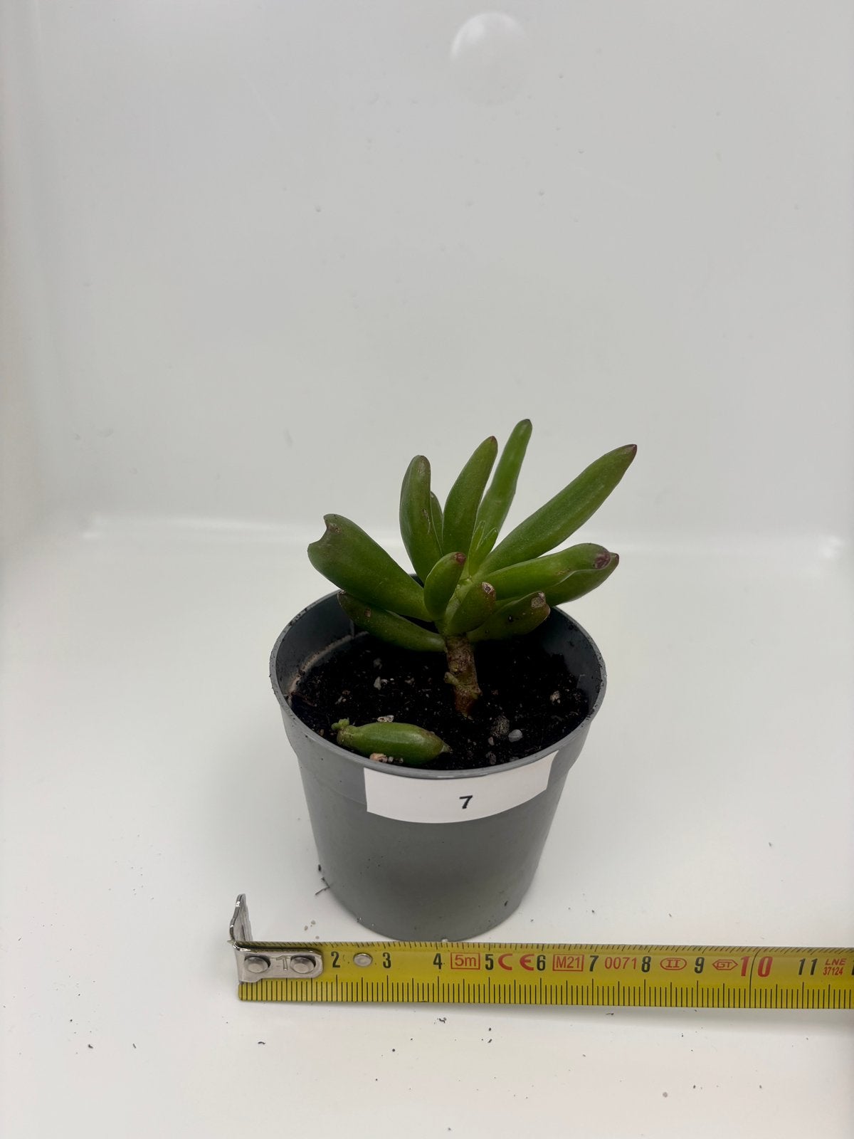 Mini crassula hobbit bonsai, Maison & Meubles, Plante succulente, En pot, Plein soleil, Moins de 100 cm