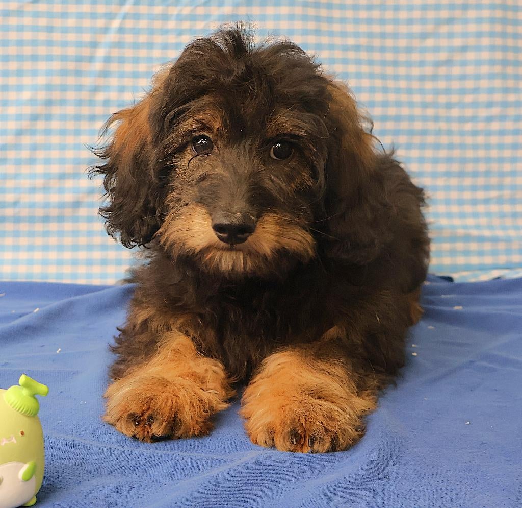 Des chiots Maltipoo super mignons !, 15 semaines à 1 an, Étranger, Chien (mâle), Hépatite contagieuse (maladie de Rubarth)