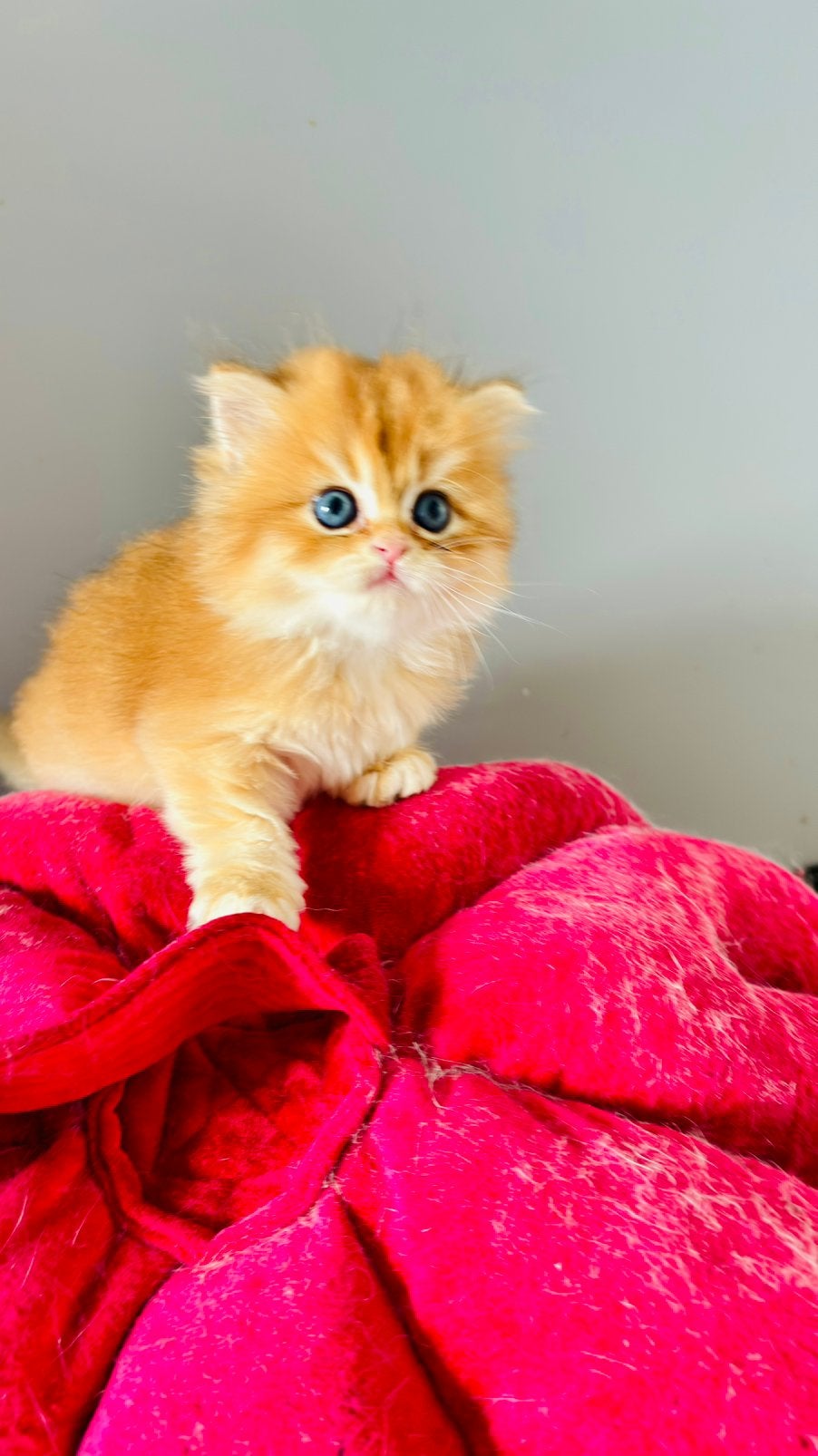 Kittens British Langhaar met stamboom, Chatte ou Chat, Avec pedigree, 0 à 2 ans