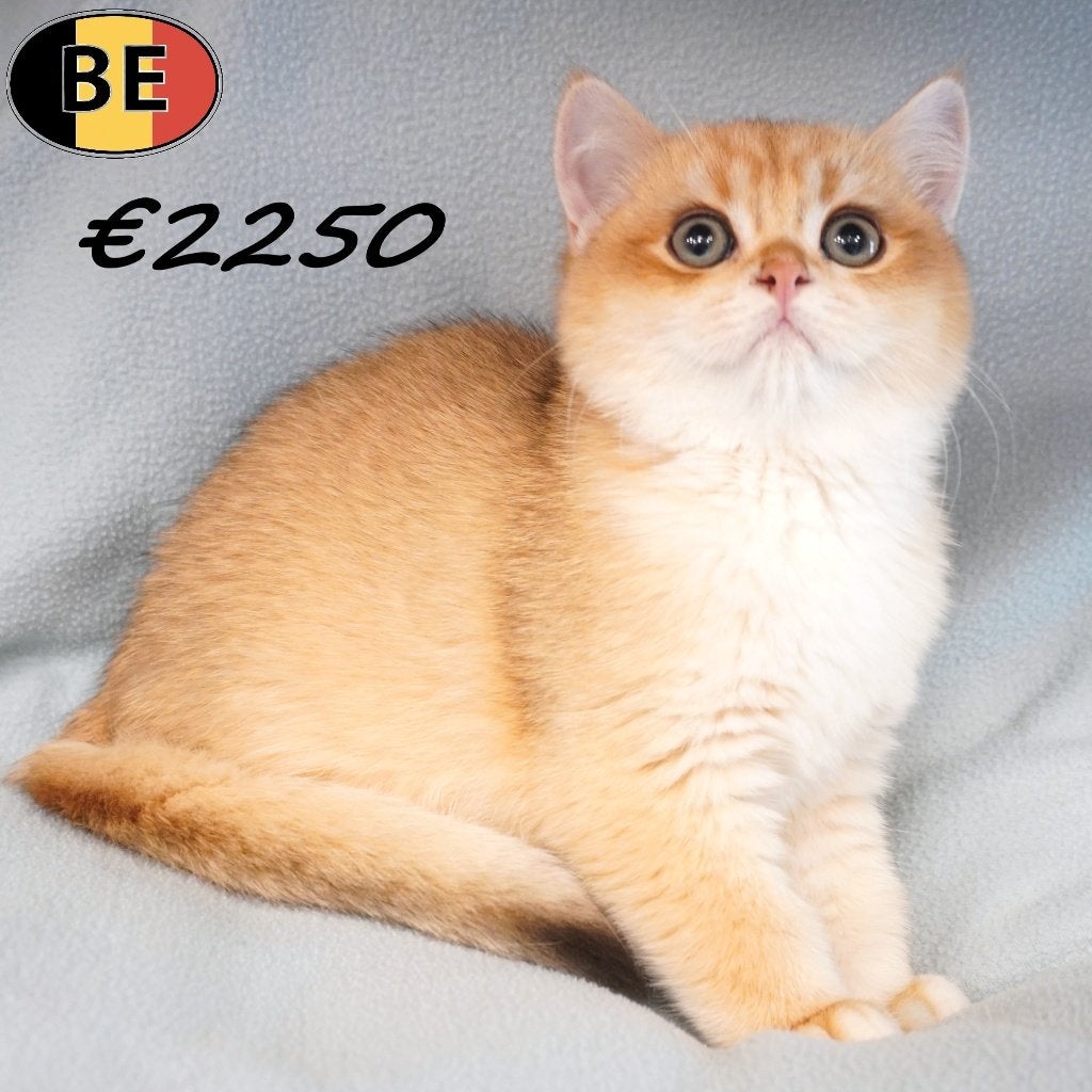 Britse Korthaar (Chinchilla Gold) kittens te koop, Dieren en Toebehoren, Meerdere dieren, Gechipt, 0 tot 2 jaar