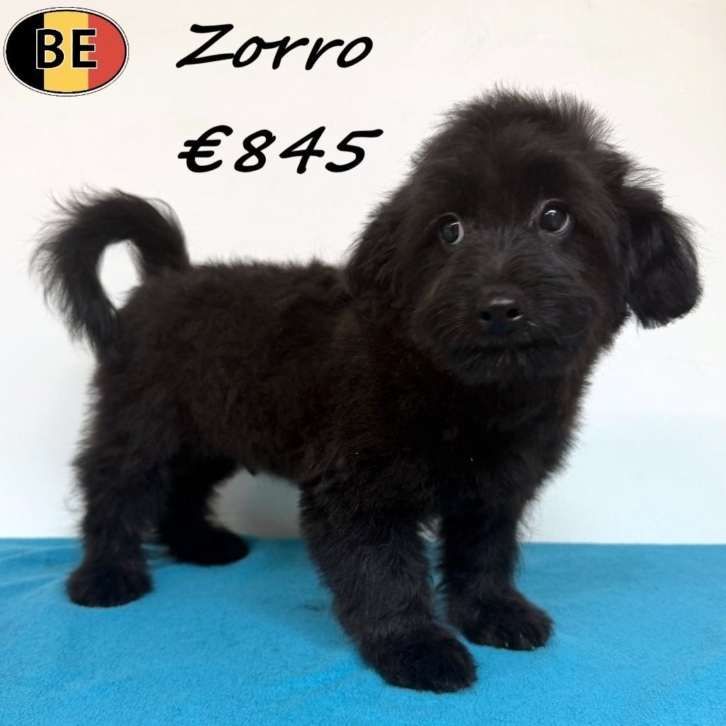 Zorro & Zeno, Pomapoo mâles à vendre (chiots belges), 15 semaines à 1 an, Commerçant, Chien (mâle), Maladie de Carré (chiens)