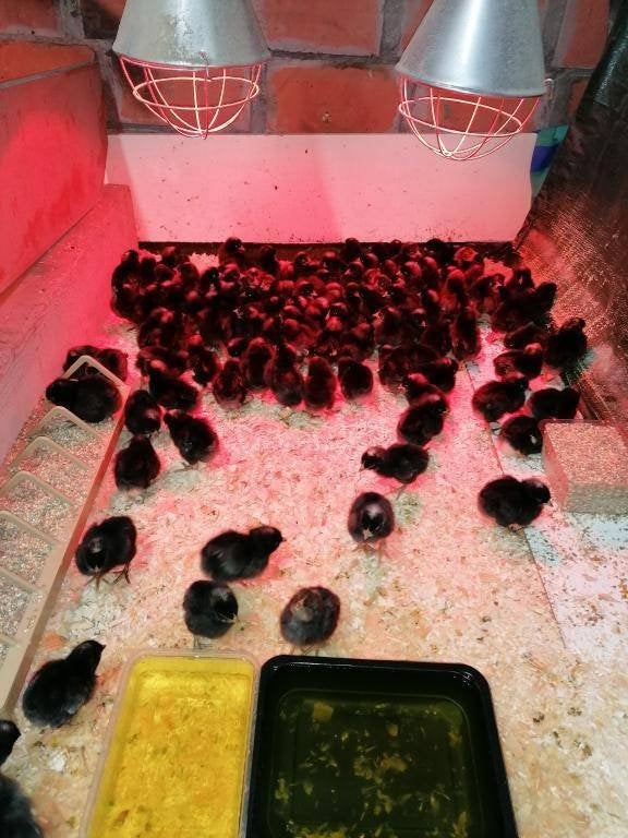 dernier poussins d'un jour: 24 juin 0499082381 oeufs /viande, Animaux & Accessoires, Volatiles, Plusieurs animaux, Poule ou poulet