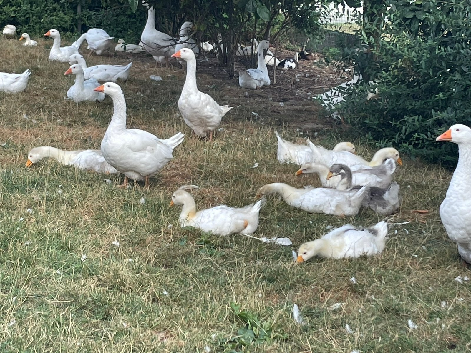 Jonge ganzen (8stuks) te koop, Dieren en Toebehoren