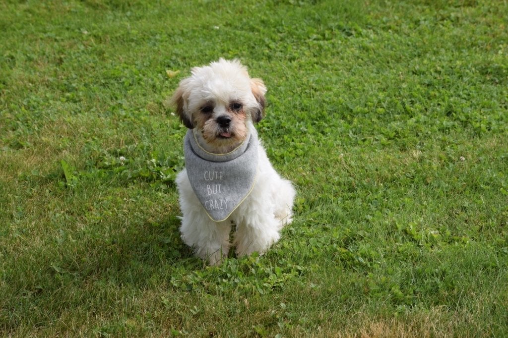 Shih-tzu pup laatste uit nestje, Dieren en Toebehoren, Honden | Chihuahua's en Gezelschapshonden, Meerdere dieren, Overige rassen