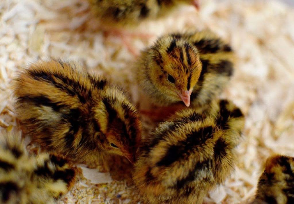Poussins, cailles japonaises